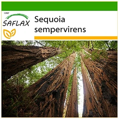 Image de SAFLAX Séquoia côtier 50 graines Avec substrat de rempotage pour une meilleure culture Sequoia sempervirens