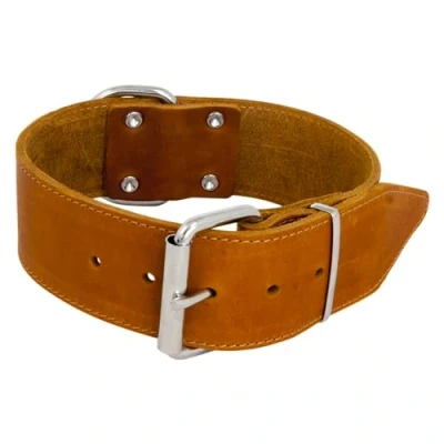 Image de JACK AND VANILLA, Collier Large pour Chien, Modèle Cuir Gras, Couleur Cognac, Taille 50 mm x 70 cm