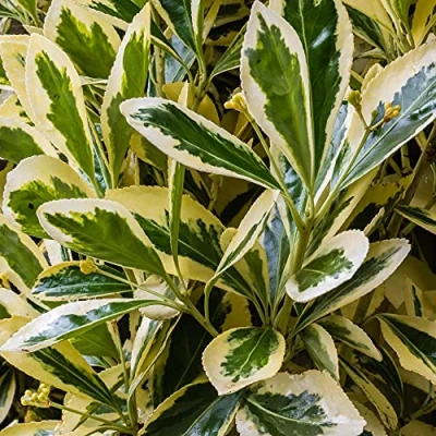 Image de Euonymus japonicus Bravo Fusain du Japon Arbuste persistant en pot pour jardin.