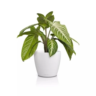 Image de Lechuza Classico Color 14 Deco 16680 Pot de Table Blanc Surface Mate Ø 15 x 13,5 cm
