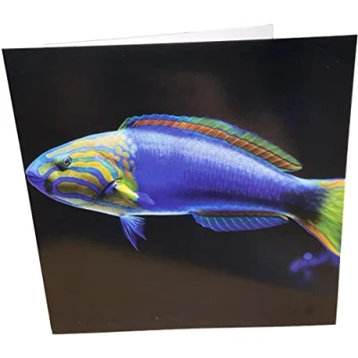 Image de Maturi Carte d&#039;anniversaire carrée avec motif poisson