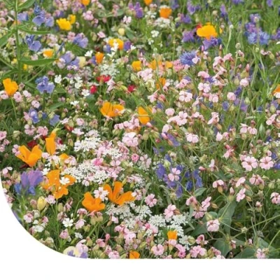 Image de Pelouse À Fleurs Japonaises 50 Gram MRS Seeds &amp; Mixtures