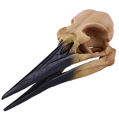 Image de Crâne de Huîtrier Résine Réplique Squelette Collection Figurine Décor Jaune