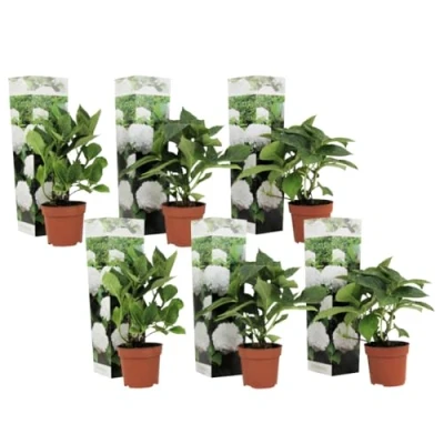 Image de Plant in a Box Hydrangea macrophylla &#039;Wudu&#039; Set de 6 Hortensia fleur blanc Plante jardin exterieur robuste Pot 9cm Hauteur 25 40cm
