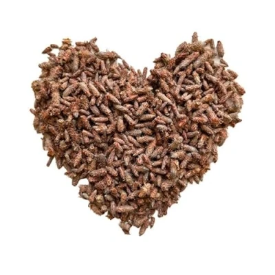 Image de Tisane Bourgeon de PIN extra 1 KILO ENTIER Pinus sylvestris.