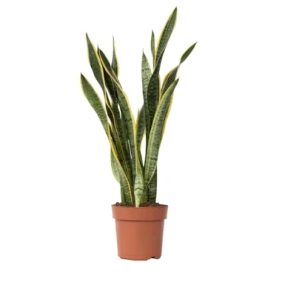 Image de Plant in a Box Sansevieria Laurentii Plante d&#039;intérieur facile Langue de belle mère Pot 21cm Hauteur 65 75cm
