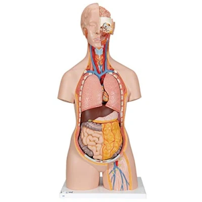 Image de 3B Scientific B19 Torse Classique avec Dos Ouvert, en 18 Parties + Application anatomie gratuite Smart Anatomy