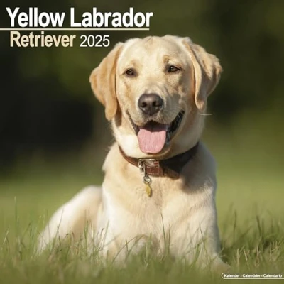 Image de Baker and Bray calendrier labrador jaune 2025, grand mural carré, 16 mois, cadeau chien.