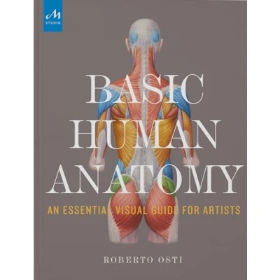 Image de Basic Human Anatomy: An Essential Visual Guide for Artists