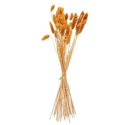 Image de BOUQUET DE 50 PHALARIS SÉCHÉS 60CM MOUTARDE Jaune