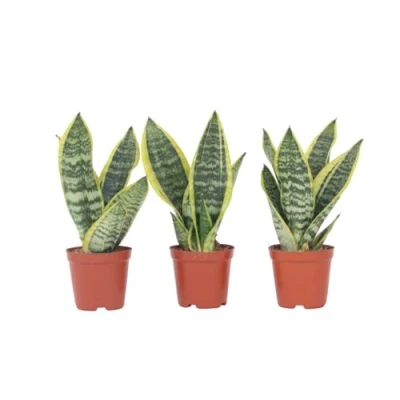 Image de Plant in a Box Sansevieria Laurentii Set de 3 Plante d&#039;intérieur facile Langue belle mère Pot 12cm Hauteur 30 40cm