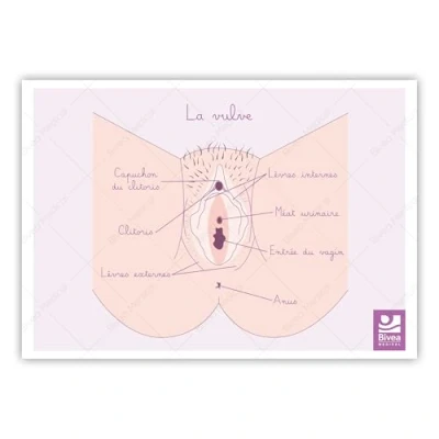 Image de Bivea Schéma anatomique Vulve