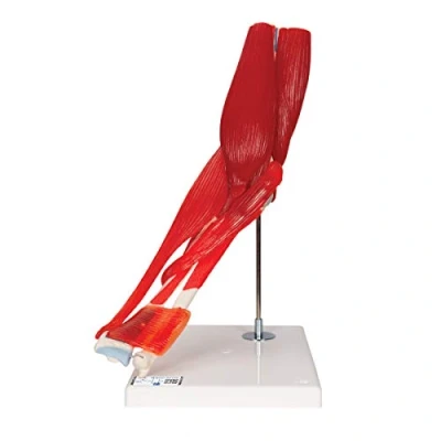 Image de 3B Scientific A883 Articulation du Coude, 8 Pièces + Application anatomie gratuite Smart Anatomy