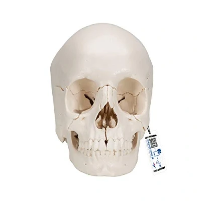 Image de 3B Scientific A290 Crâne Articulé, Version Anatomique, 22 Pièces + Application anatomie gratuite Smart Anatomy