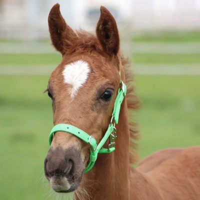 Image de Harry&#039;s Horse Cheval licol poulain Full Veulen Citron Vert