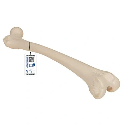 Image de 3B Scientific Modèle Anatomique Fémur + Application anatomie gratuite Smart Anatomy