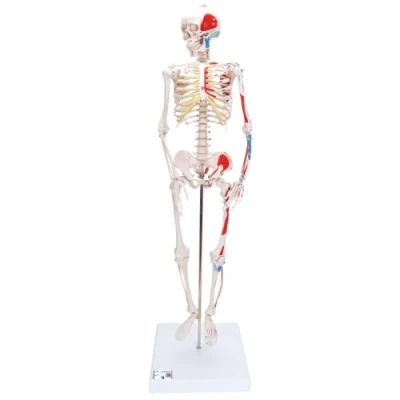 Image de 3B Scientific A18/5 Mini Squelette &quot;Shorty&quot; avec Muscles Peints, sur Socle + Application anatomie gratuite Smart Anatomy