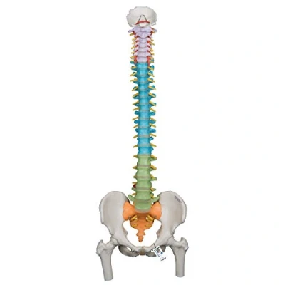 Image de 3B Scientific A58/9 Colonne Vertébrale Flexible Didactique avec Moignons de Fémur + Application anatomie gratuite Smart Anatomy
