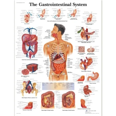 Image de 3B Scientific VR1422L Anatomie humaine Tableau du système gastro intestinal, version laminée