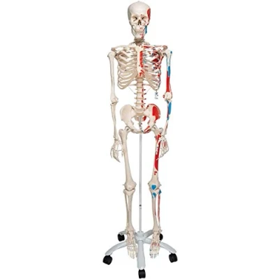 Image de 3B Scientific A11 Squelette avec représentation des muscles sur pied métallique à 5 roulettes + Application anatomie gratuite Smart Anatomy