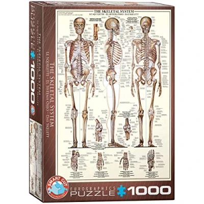 Image de Eurographics DAS Skelettsystem Puzzle pour enfants, Taille: One Size, Multi coloured
