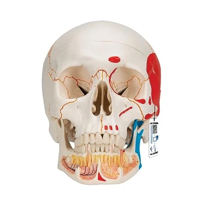Image de 3B Scientific A22/1 Crâne classique avec assemblage aimanté mandibule ouverte et peinte, en 3 parties + Application anatomie gratuite Smart Anatomy