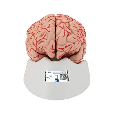 Image de 3B Scientific C20 Cerveau avec artères, en 9 parties + Application anatomie gratuite Smart Anatomy