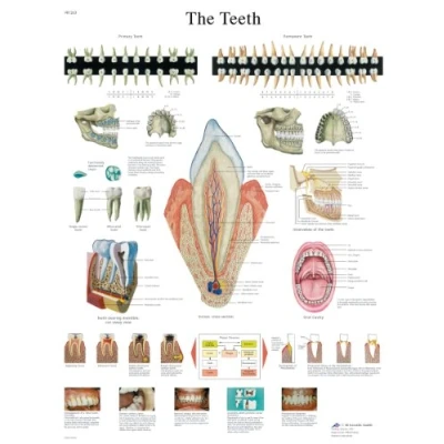Image de 3B Scientific VR1263L anatomie humaine Le tableau des dents, version plastifiée