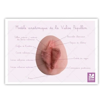 Image de Bivea Schéma anatomique Vulve Papillon