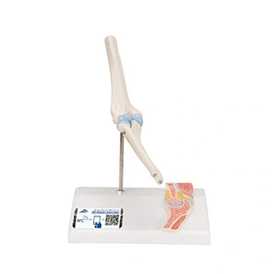 Image de 3B Scientific A87/1 Articulation Miniature du Coude avec Coupe Transversale, sur Socle + Application anatomie gratuite Smart Anatomy