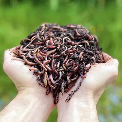 Image de WormBox Moutta 500gr de vers Compost Terre Vivants Eisenia, compostez Vos déchets organiques pour lombricomposteur/composteur/Jardin