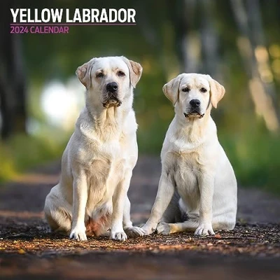 Image de Calendrier traditionnel 2024 jaune labrador