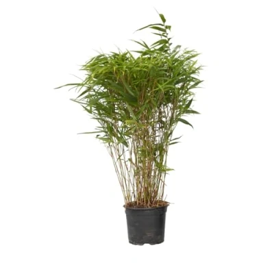 Image de Plant in a Box Bambou non traçant Fargesia nitida &#039;Gansu&#039; Hauteur 50 70cm Pot 17cm Vert