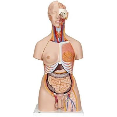 Image de 3B Scientific B35 Super Torse Bisexué avec Dos Ouvert, en 28 Parties + Application anatomie gratuite Smart Anatomy