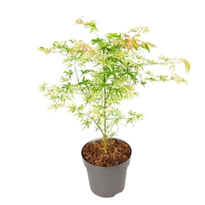 Image de Plant in a Box Acer palmatum &#039;Ukigumo&#039; Érable du Japon Arbres rustiques Feuilles vertes Pot 19cm Hauteur 50 60cm