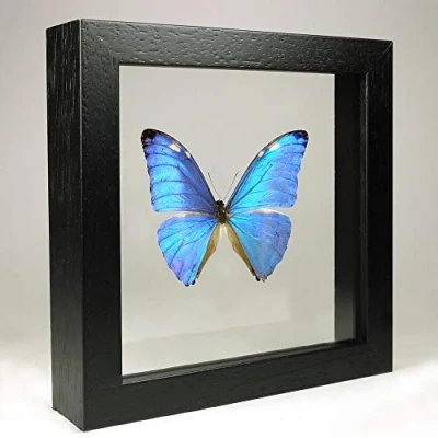 Image de Morpho Zephyritis Le Vrai Papillon de taxidermie monté Entre Verre dans Un Cadre en Double Fait Main Bois Noir