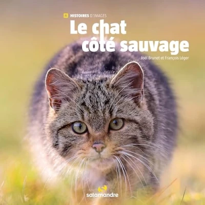 Image de Le chat côté sauvage