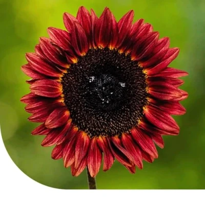 Image de Tournesol &quot;Soleil Du Soir&quot; 50 Grammes ±2 000 Graines MRS Seeds &amp; Mixtures