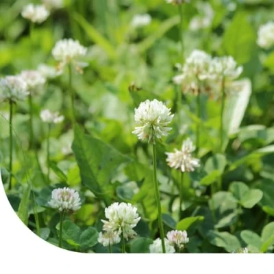 Image de Trèfle Blanc 5KGme MRS Seeds &amp; Mixtures