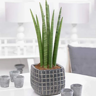 Image de 1 x Sansevieria Cylindrica Spaghetti Plante d&#039;intérieur Cadeau (de 30 à 40 cm pot inclus)