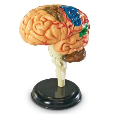 Image de Learning Resources Modèle anatomique du cerveau humain