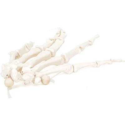 Image de 3B Scientific Squelette de la Main sur Fil Nylon + Application anatomie gratuite Smart Anatomy