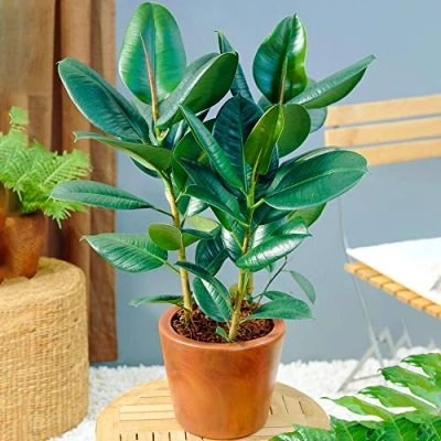 Image de Ficus Robusta Arbre à caoutchouc Plante verte de qualité En pot 30 40 cm