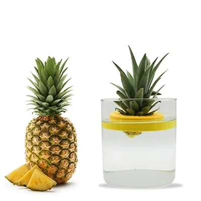 Image de R&amp;R SHOP Ananas Germinator Pot Flottant pour la Germination de l&#039;ananas, kit Croissance des Plantes, Plastique maïs 100% (Jaune)