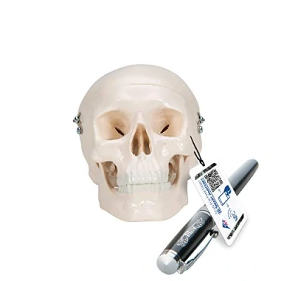 Image de 3B Scientific A18/15 Crâne Miniature, en 3 Parties + Application anatomie gratuite Smart Anatomy