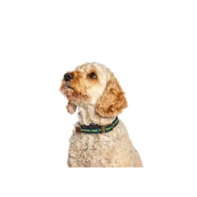 Image de Fatface Collier pour Chien/Chiot en Cuir véritable tissé avec Boucle métal Motif Rayures Bleu/Jaune Taille S 15 mm 35 45 cm