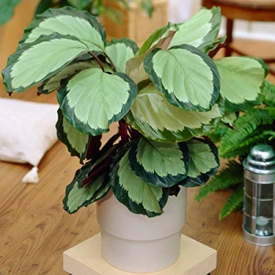 Image de Calathea Picturata &#039;Argentea&#039; Vive Plante d&#039;Intérieur Panachée et Argentée en Pot