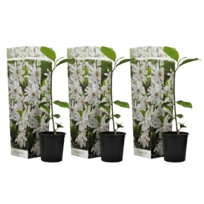 Image de Plant in a Box Magnolia Stellata Set de 3 Arbuste à croissance large/petit arbre résistant au froid Fleurs blanches Pot 9cm Hauteur 25 40cm
