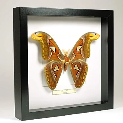 Image de Attacus Atlas Papillon Cobra Vrai de taxidermie monté sous Verre dans Un Cadre Fait Main en Bois Noir