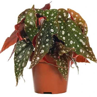 Image de Begonia Maculé Tamaya Plante d’Intérieur pour Maison ou bureau